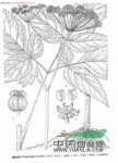 具萼茴芹 