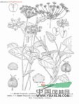 云南茴芹 