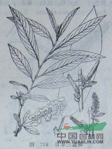 川三蕊柳 