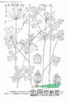 心果囊瓣芹 