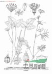 羊齒囊瓣芹 
