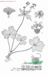 鋸葉變豆菜 