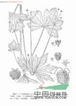 卵萼變豆菜 