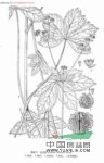 首陽變豆菜 