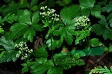 薄片變豆菜 散血草、野芹菜、肺筋草