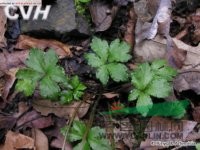 直刺變豆菜 小紫花菜浙江)、黑鵝腳板(四川常用中草藥)