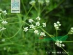 防風(fēng) 北防風(fēng)、關(guān)防風(fēng)(東北)；哲里根呢(內(nèi)蒙古)