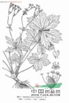長序變豆菜 