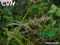 十字薹草 煙火薹（臺灣植物志）