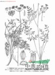 粗糙西風(fēng)芹 川防風(fēng)(四川道孚)，防風(fēng)(青海同仁)，西風(fēng)(四川)