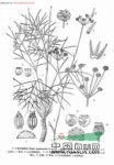 多毛西風(fēng)芹 