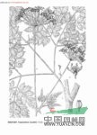 西歸芹 土當(dāng)歸(新疆)、天山邪蒿(高等植物圖鑒)