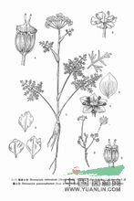 少輻小芹 