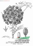 簇花芹 草參(新疆瑪納斯)