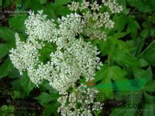 小竊衣 破子草(中國高等植物圖鑒)、大葉山胡蘿卜(河北)