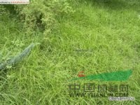香附子 香頭草