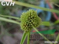 旋鱗莎草 