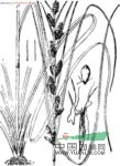 黑莎草 大頭茅草、鹼草茅草、瘦狗母