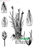少花荸薺 