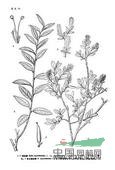 越橘柳(原變種) 