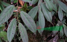 橢圓葉旌節(jié)花 