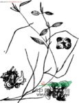 小葉眼子菜 