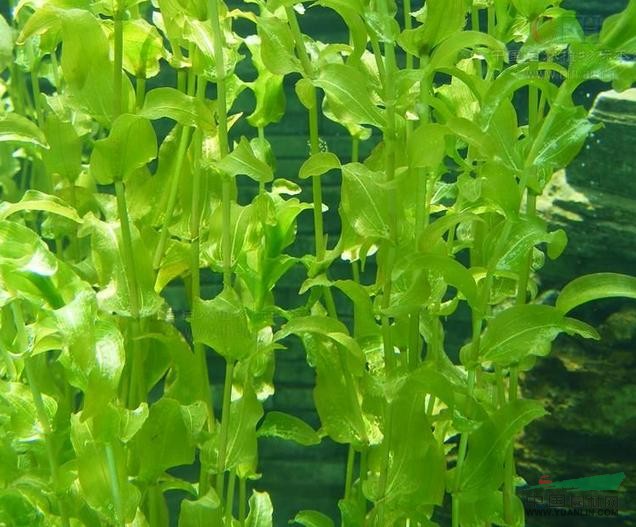 眼子菜 鴨子草、水案板、牙齒草
