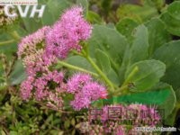 長藥八寶 