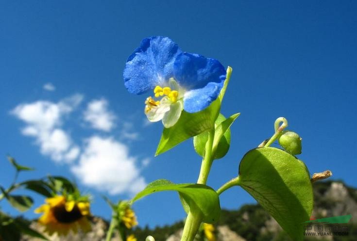 鴨跖草 竹葉菜、蘭花竹葉
