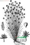 球柱草 旗茅、龍爪草、畎莎、秧草、油麻草