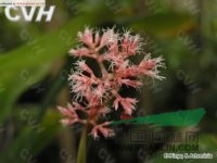 花葶薹草 