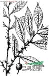 柃木 吹木葉(《湖南藥物志》)、細(xì)葉菜(江西《草藥手冊》)、硐龍絡(luò)(苗名) 、原植物柃木，又名：釣茄子樹