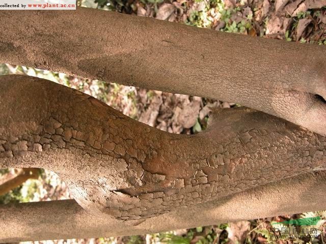 長柱紫莖 