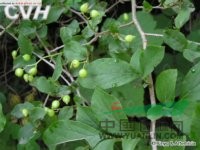 白檀 碎米子樹(shù)、烏子樹(shù)