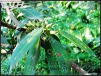 葉萼山礬 