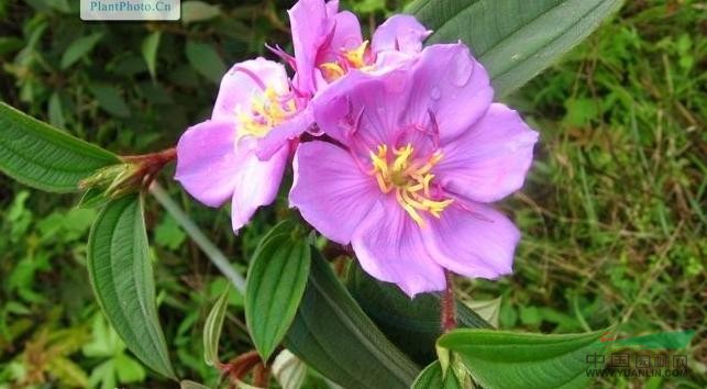 展毛野牡丹 