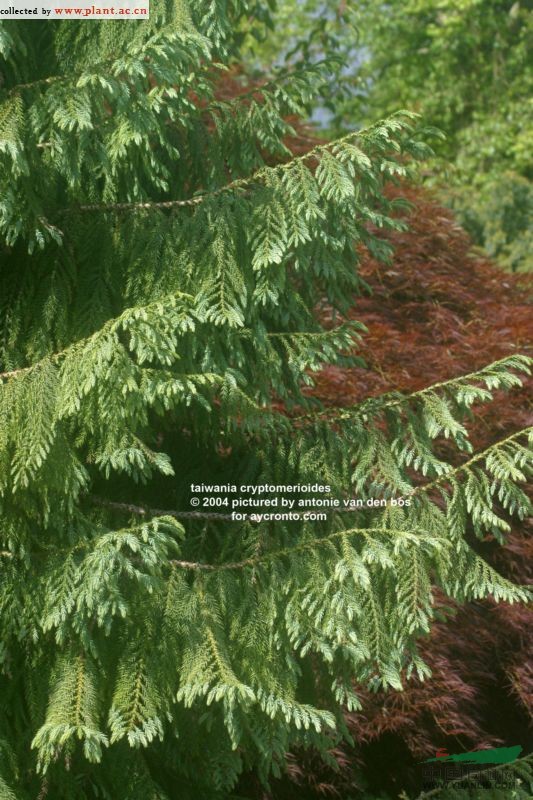 臺灣杉 臺灣松(中國裸子植物志)，臺杉(中國高等植物圖鑒)