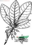 臺灣膠木 