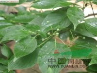 燈臺樹 女兒木、六角樹