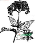 小梾木 