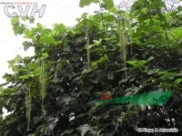 有齒鞘柄木 