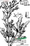 伽藍(lán)菜 雞爪三七、假川連