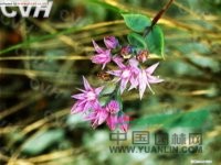 對葉孔巖草 