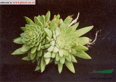 狼爪瓦松 遼瓦松、瓦松、干滴落（內(nèi)蒙古植物志）