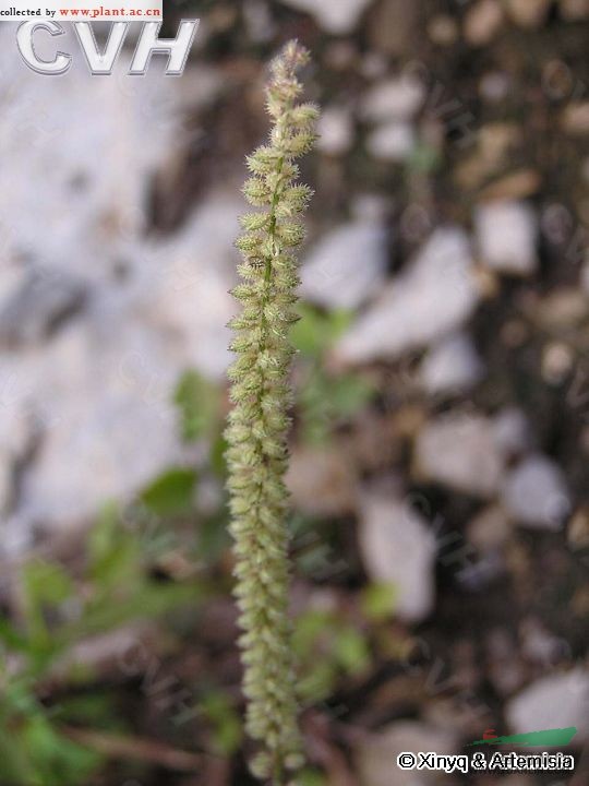 虱子草 