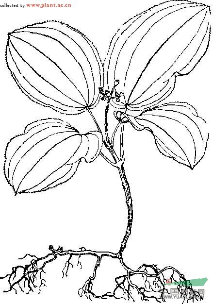 卷花丹 