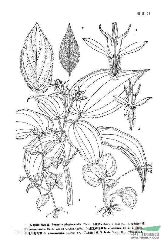 報(bào)春蜂斗草 