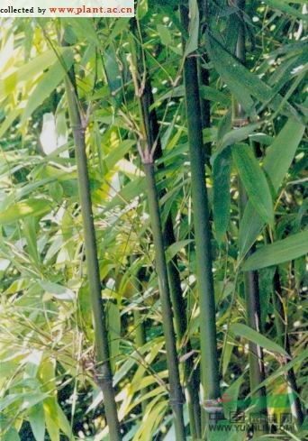 業(yè)平竹 
