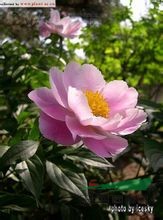 草芍藥 山芍藥、野芍藥、土白芍