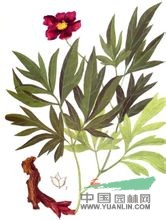 川赤芍 赤芍、山芍藥、紅芍、花葉紅芍